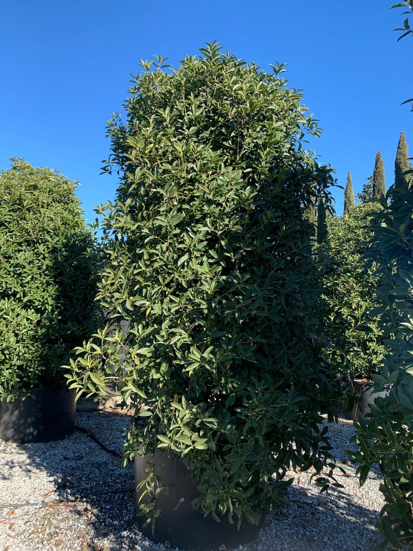OSMANTHUS fragrans