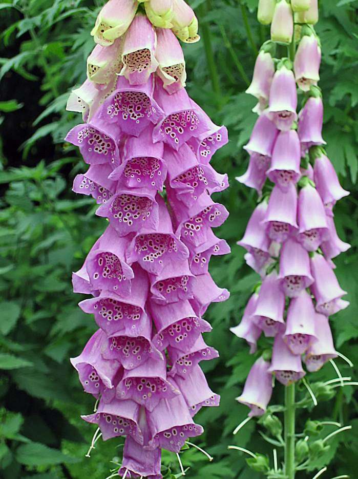 DIGITALIS purpurea