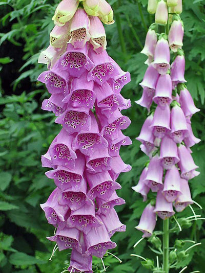 DIGITALIS purpurea