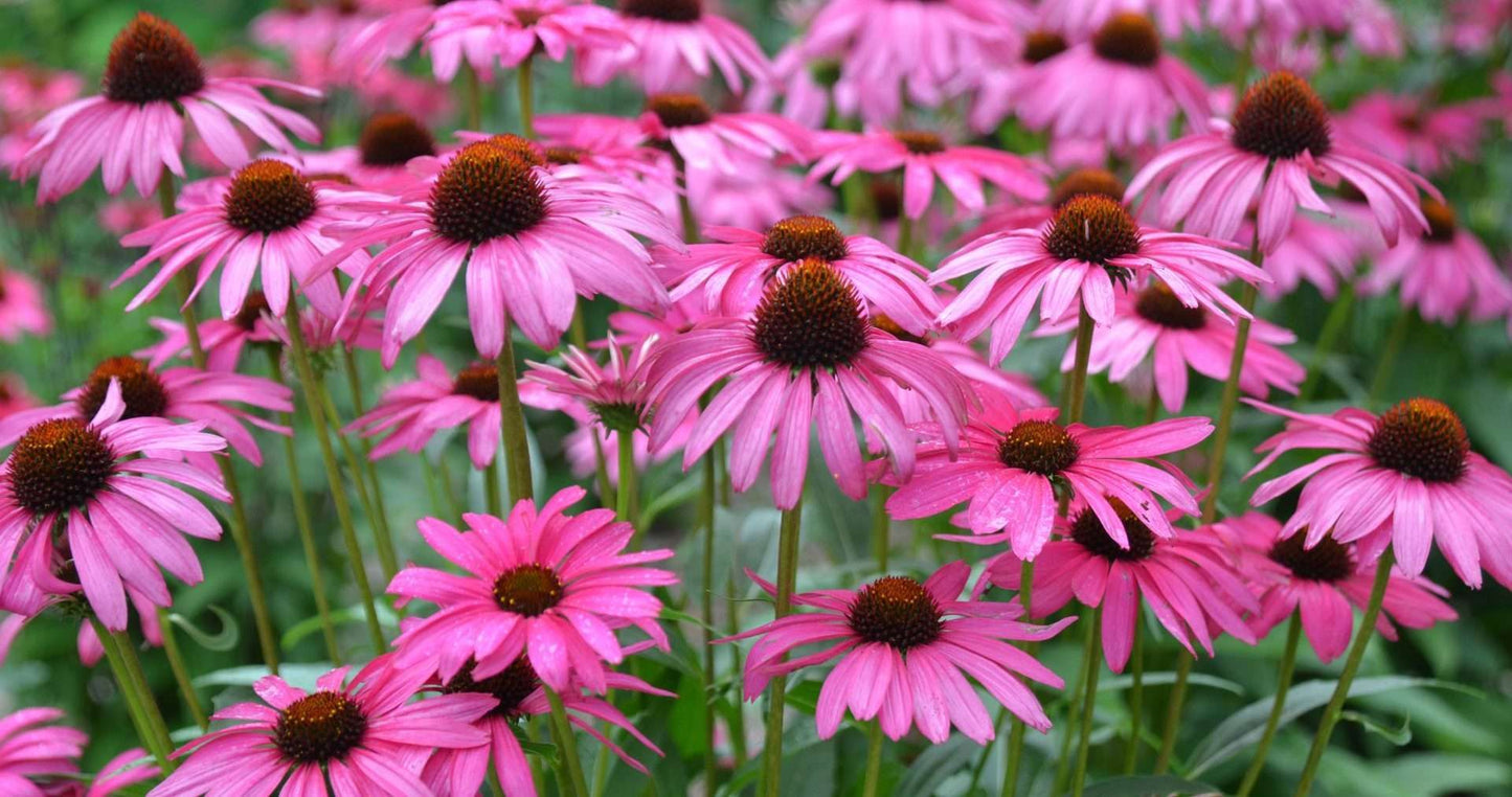ECHINACEA 'Purple Emperor'