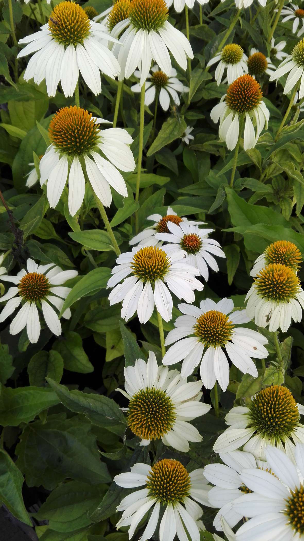 ECHINACEA 'Purpurea Alba'