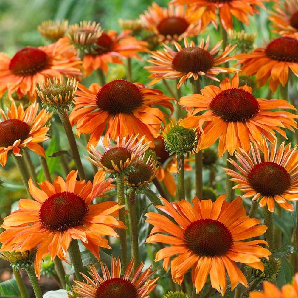 ECHINACEA 'Orange Passion'