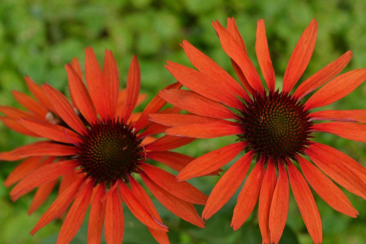 ECHINACEA 'Hot Lava'