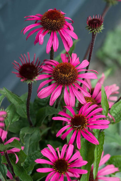 ECHINACEA 'Chunky Purple''