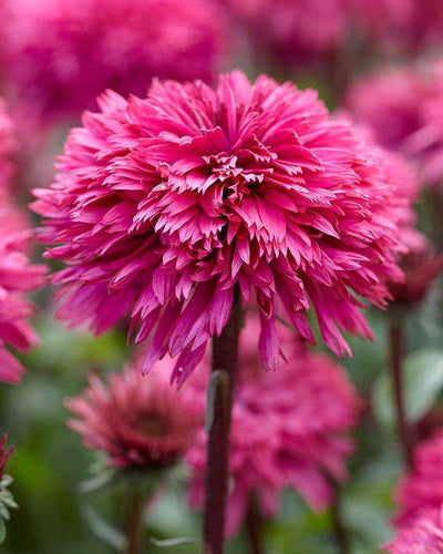 ECHINACEA 'Blackberry Truffle''