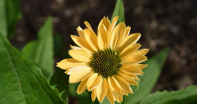ECHINACEA 'Alhoa'