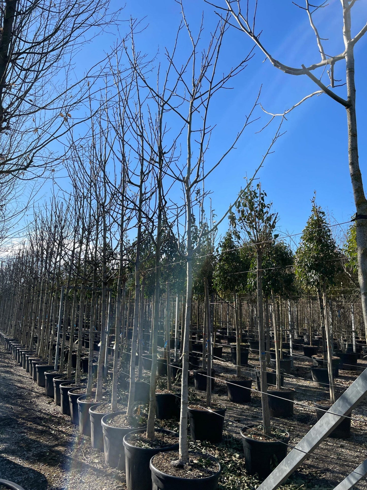 JUGLANS regia 'Broadview'