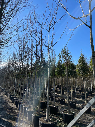 JUGLANS regia 'Broadview'
