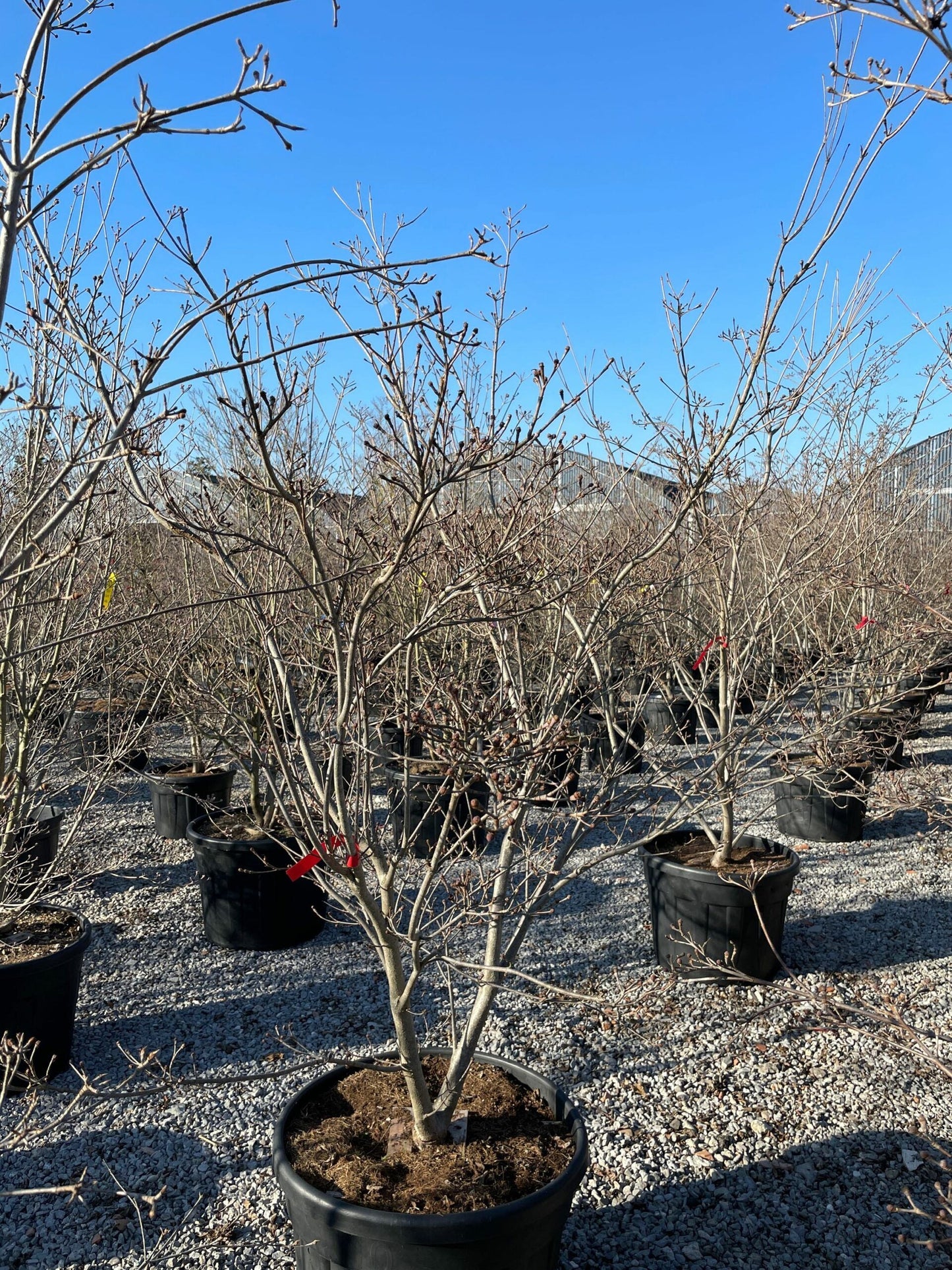 CORNUS kousa 'Heart Throb Red'
