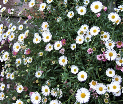 ERIGERON karvinskianus