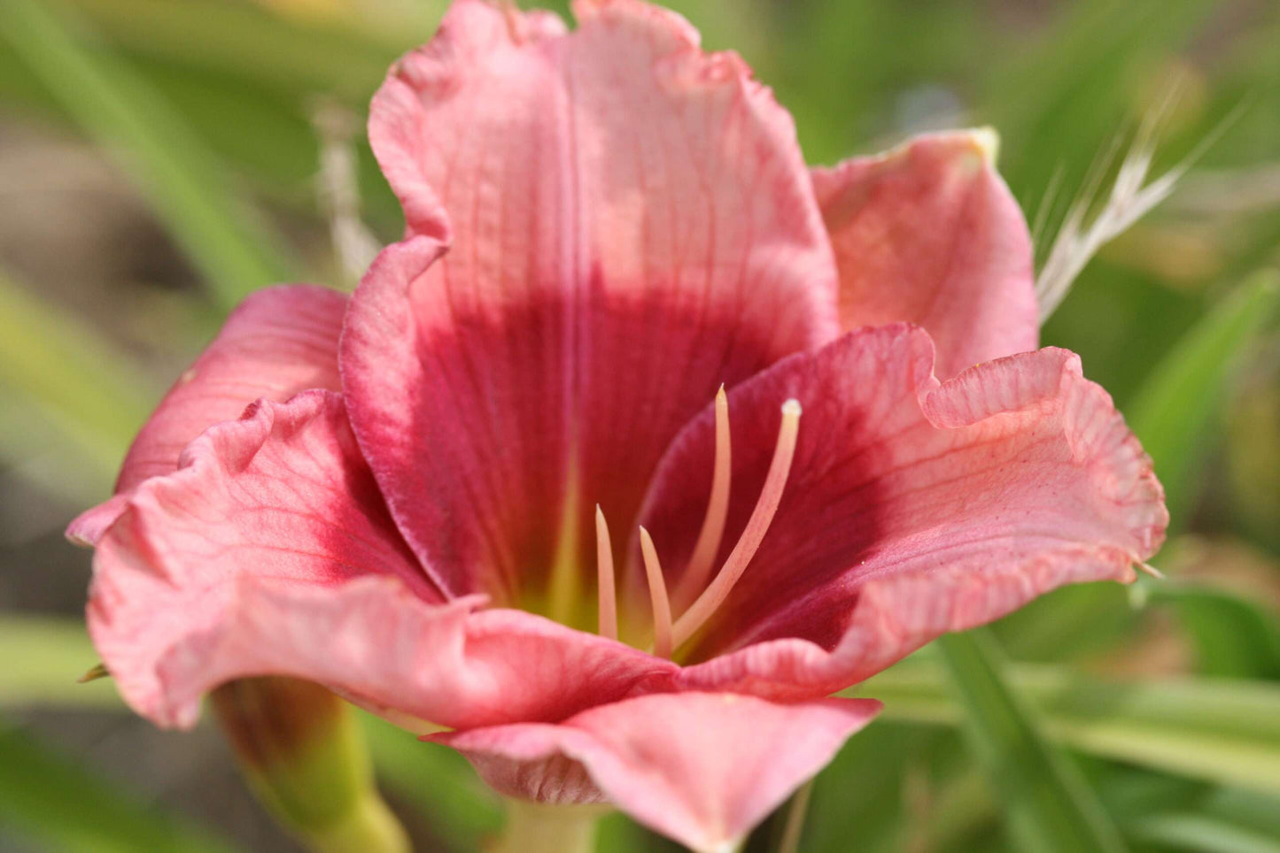 HEMEROCALLIS 'Dragons Eye'