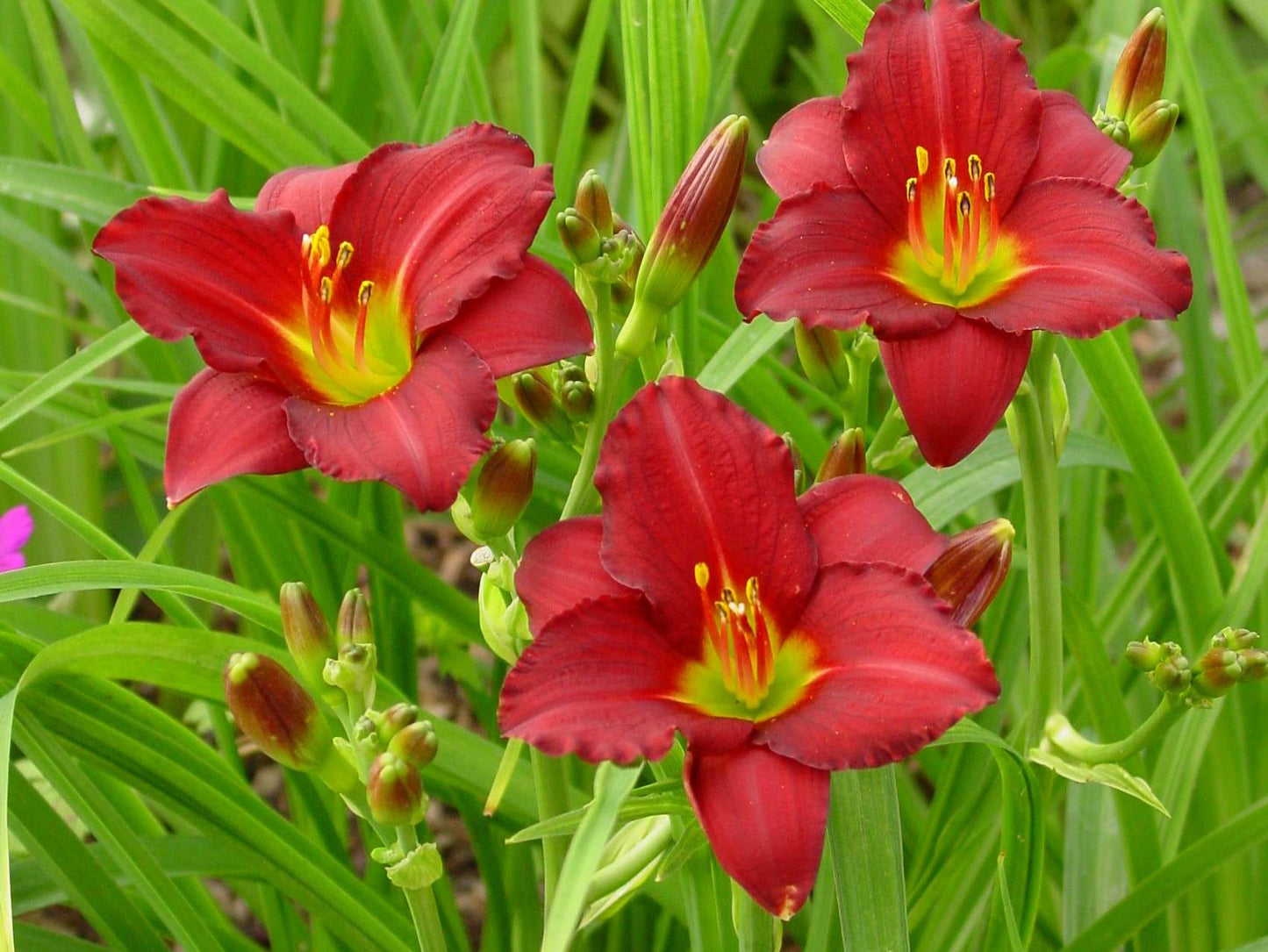 HEMEROCALLIS 'Pardon Me'