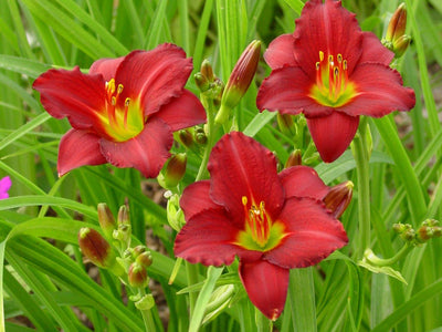 HEMEROCALLIS 'Pardon Me'