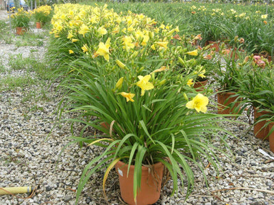 HEMEROCALLIS 'Stella De Oro'
