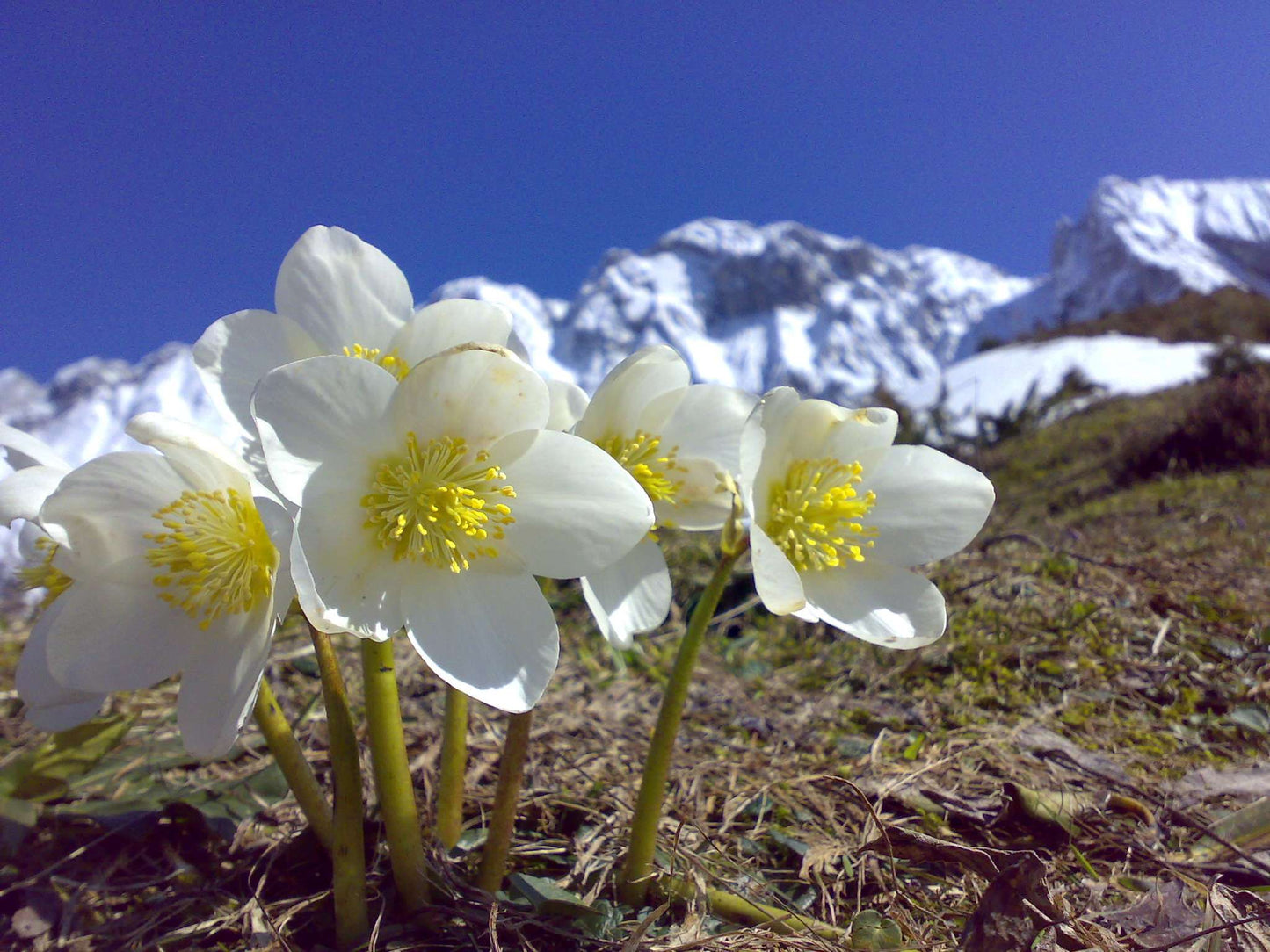 HELLEBORUS niger