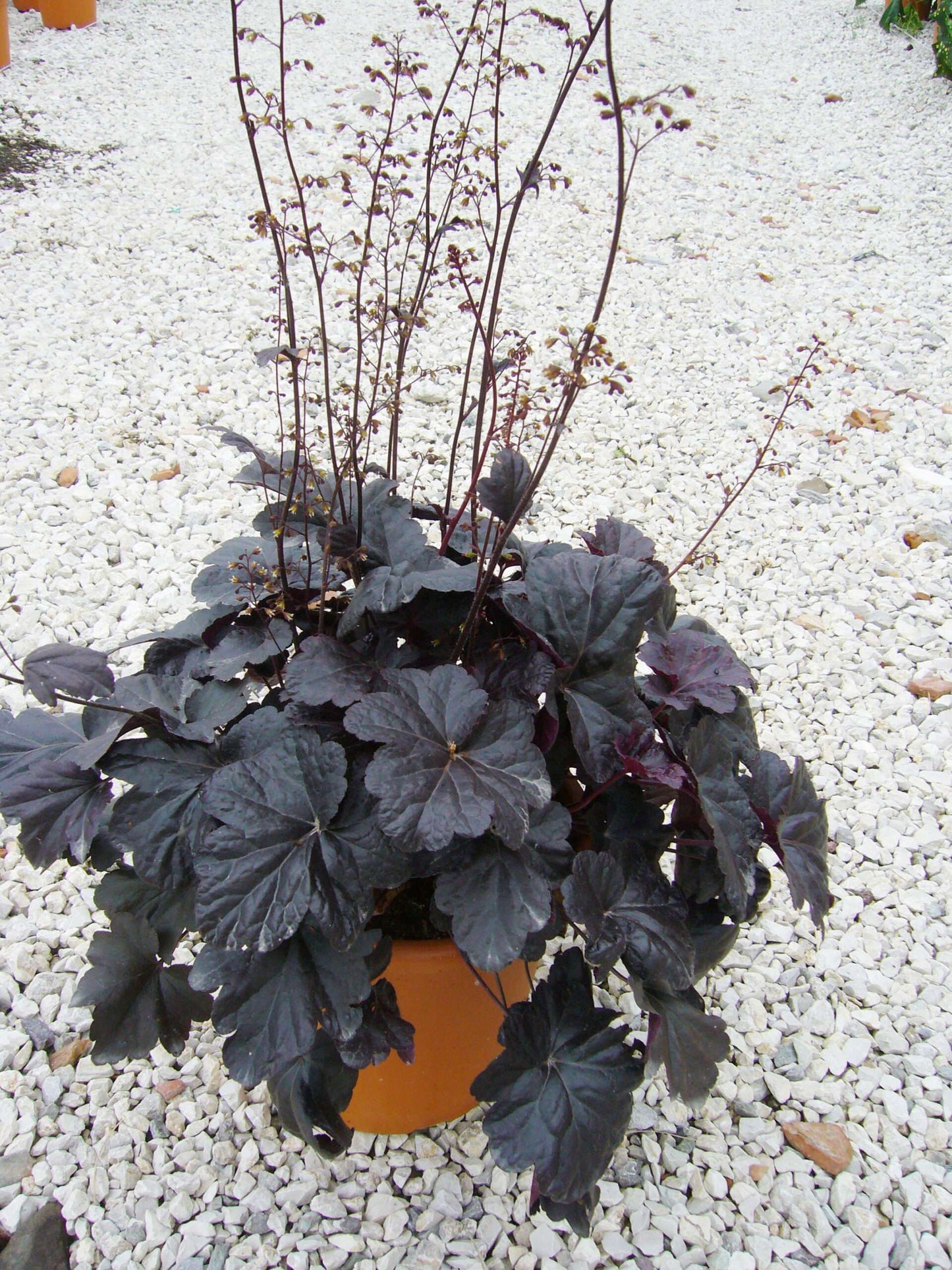 HEUCHERA 'Black Beauty' ®