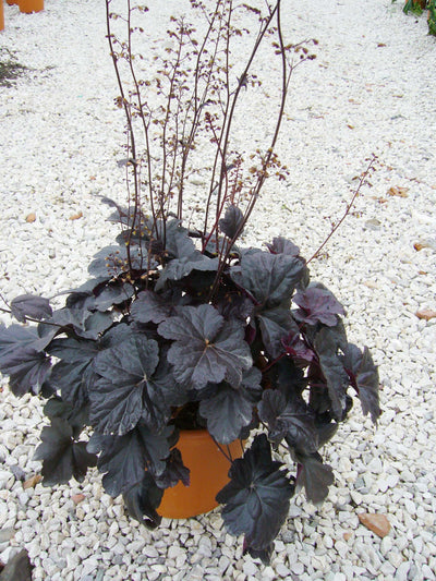 HEUCHERA 'Black Beauty' ®