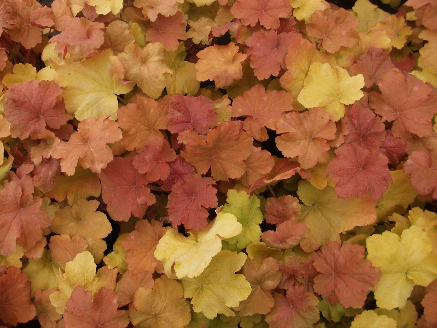 HEUCHERA 'Caramel' ®