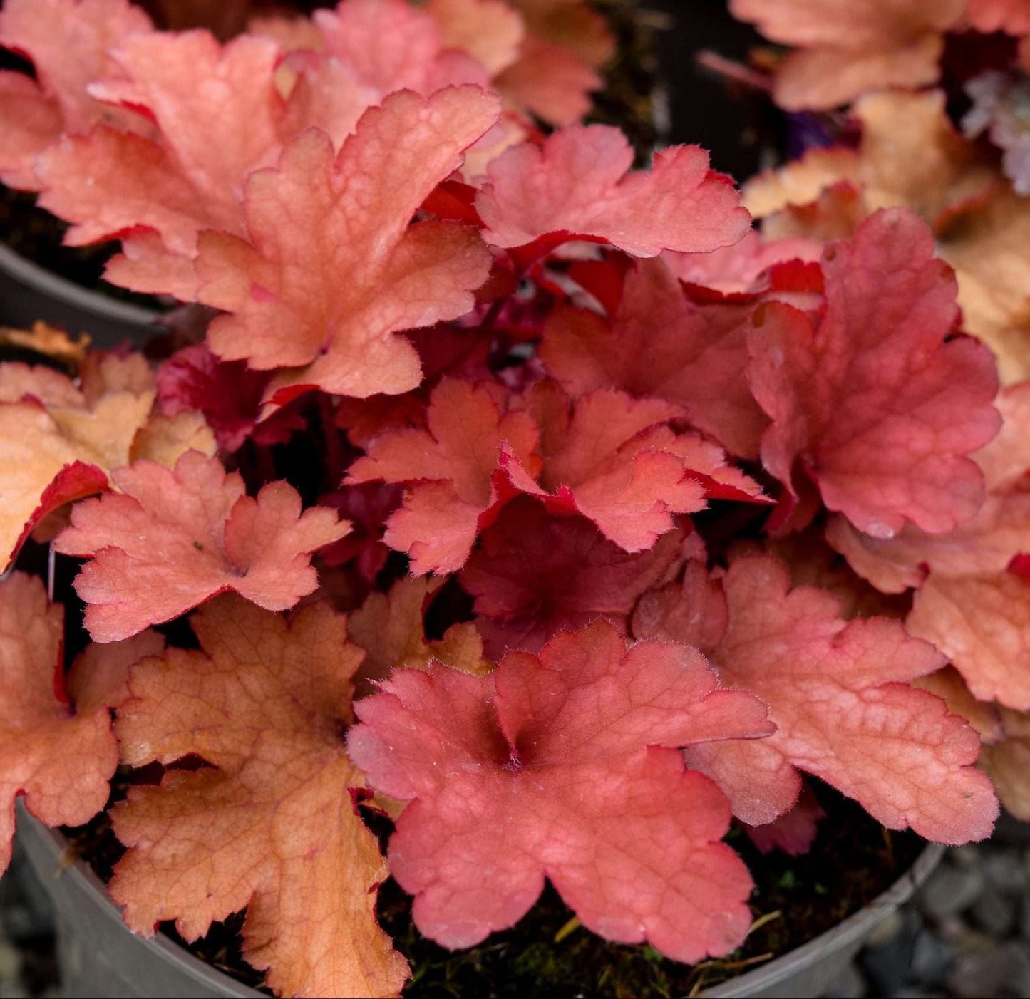 HEUCHERA 'Cranberry' ®