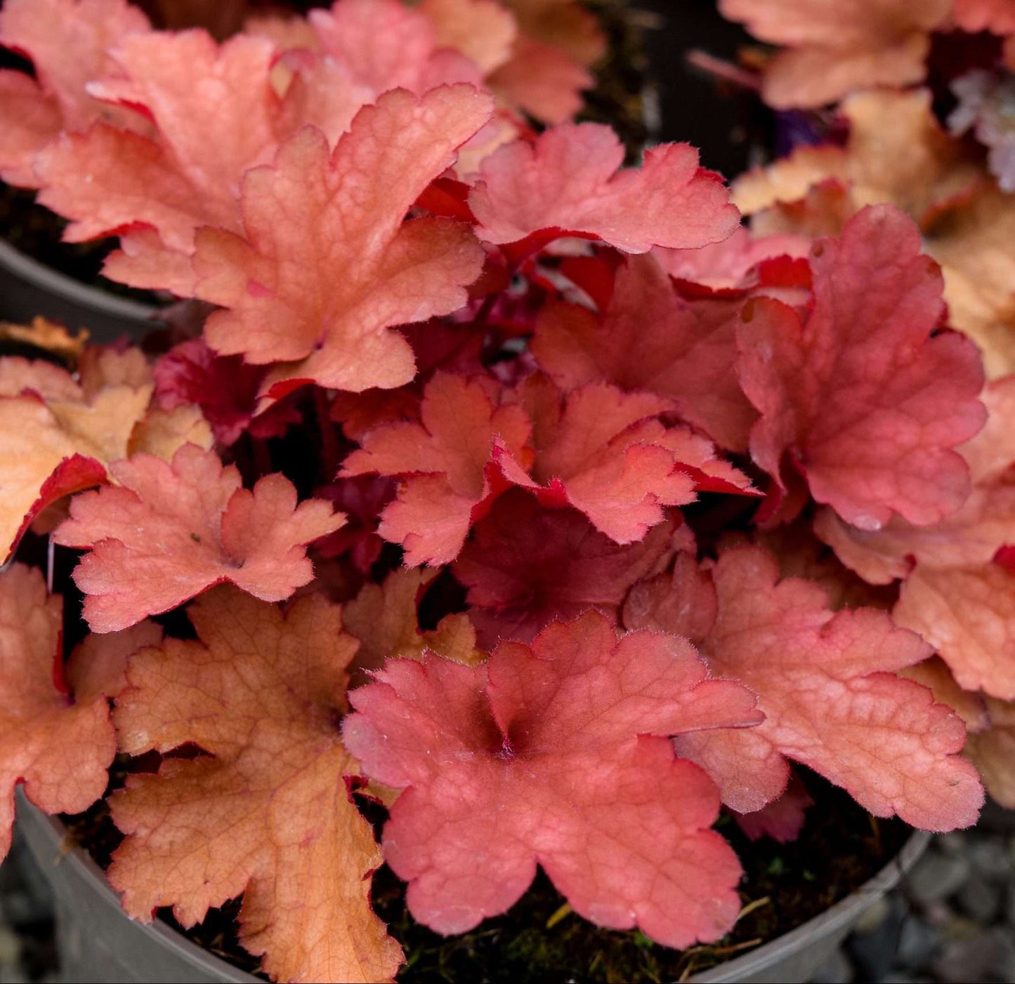 HEUCHERA 'Cranberry' ®