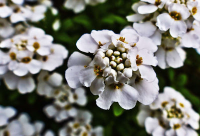 IBERIS semperflorens