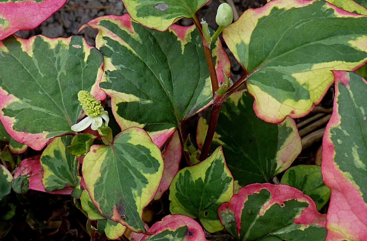 HOUTTUNYA cordata 'Chamaeleon'