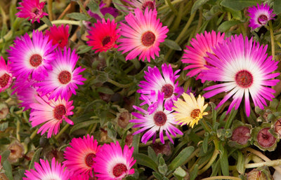 MESEBRYANTHEMUM cooperi