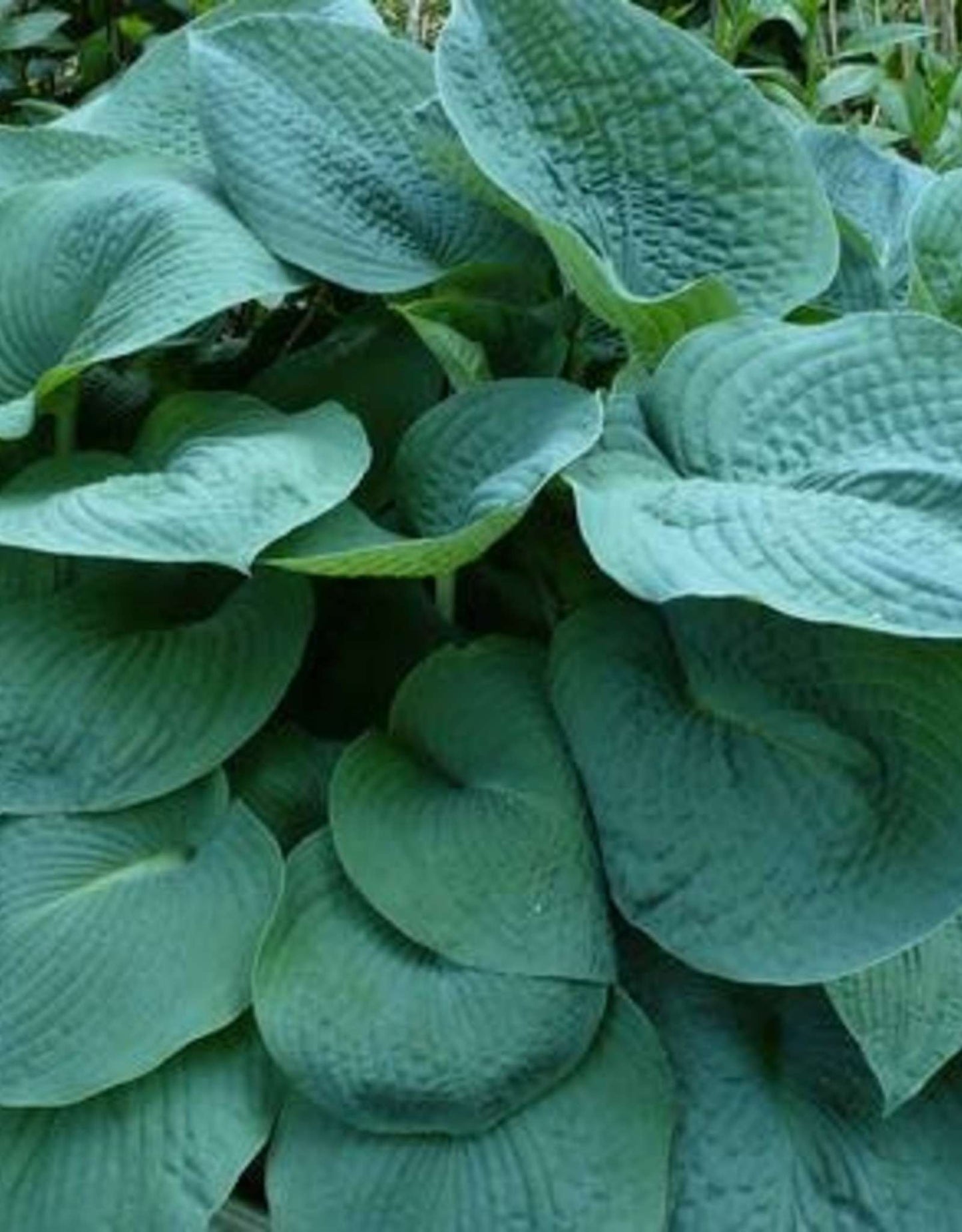 HOSTA 'Big Daddy'