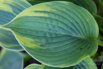 HOSTA 'Aristocrat'