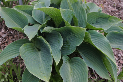 HOSTA nigrescens 'Elatior'