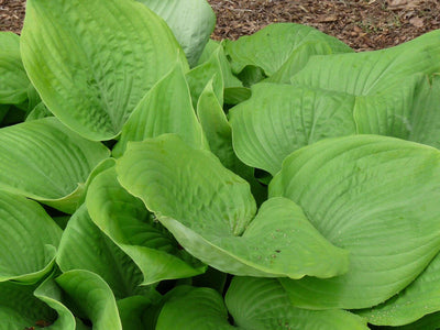 HOSTA 'Sum and Substance'