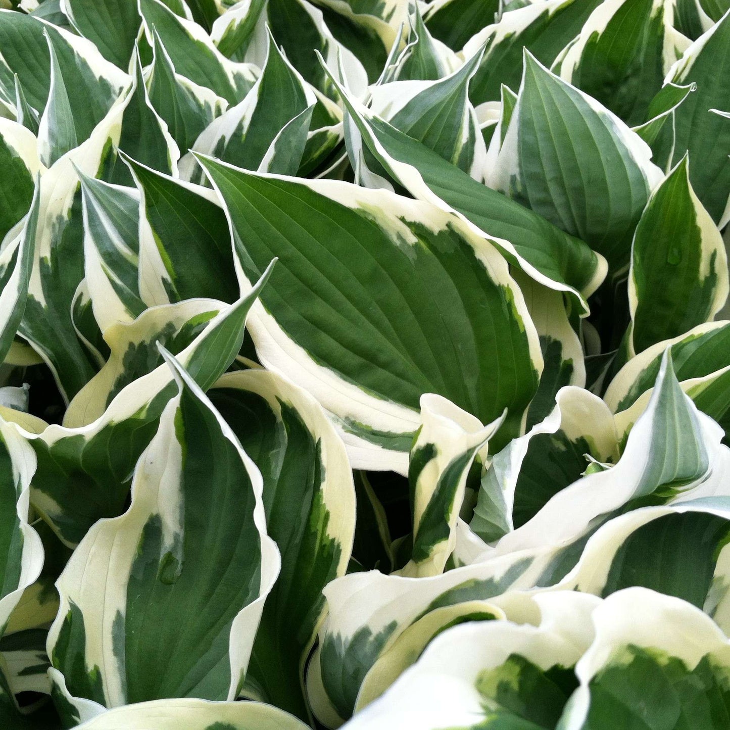 HOSTA fortunei 'Patriot'
