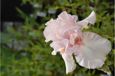 IRIS germanica 'Cherised'