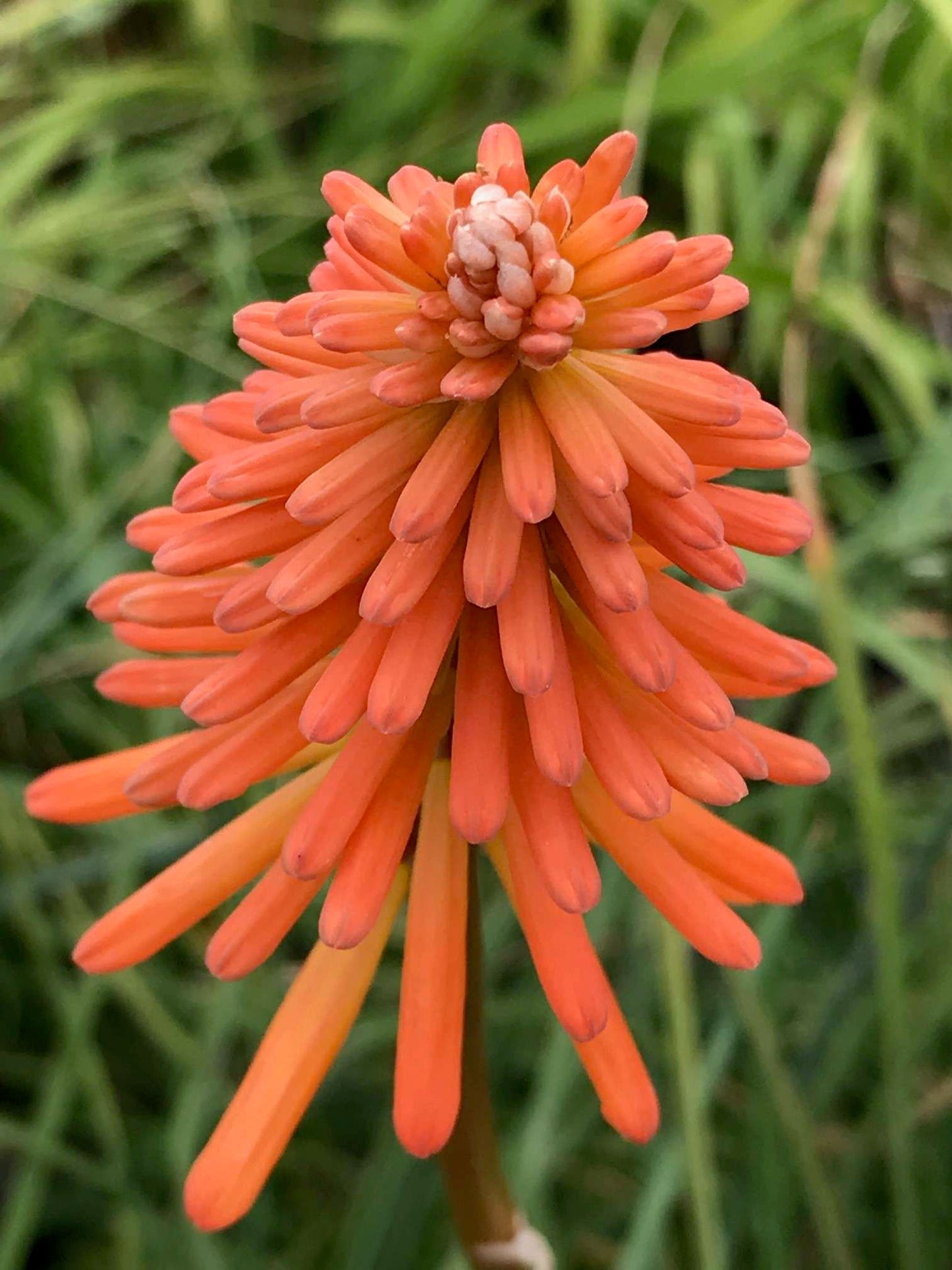 KNIPHOFIA 'Ember Glow' ®