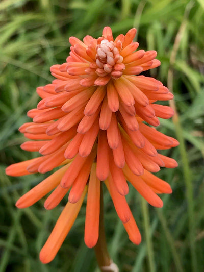 KNIPHOFIA 'Ember Glow' ®