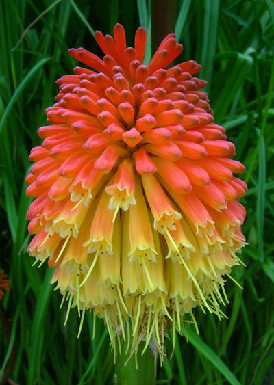 KNIPHOFIA 'Uvaria Flamenco'