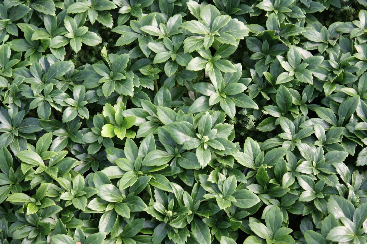 PACHYSANDRA terminalis