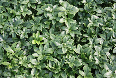 PACHYSANDRA terminalis