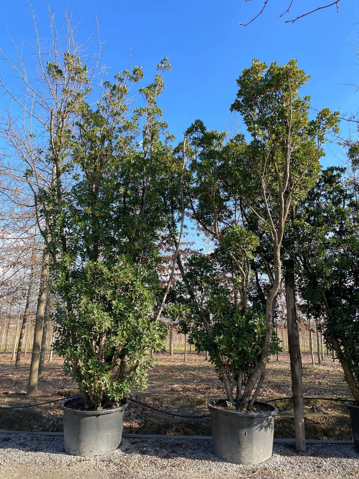 ARBUTUS unedo 'Compacta'
