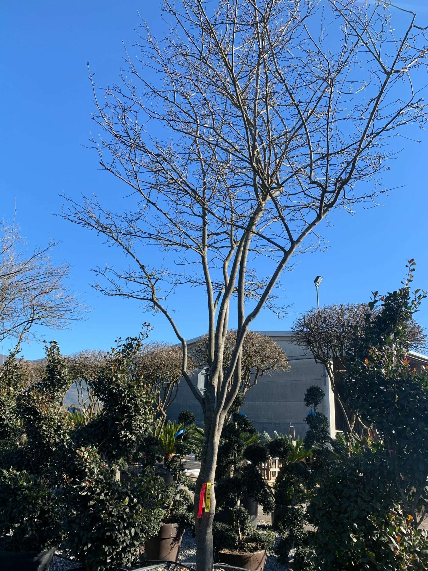 AMELANCHIER ovalis