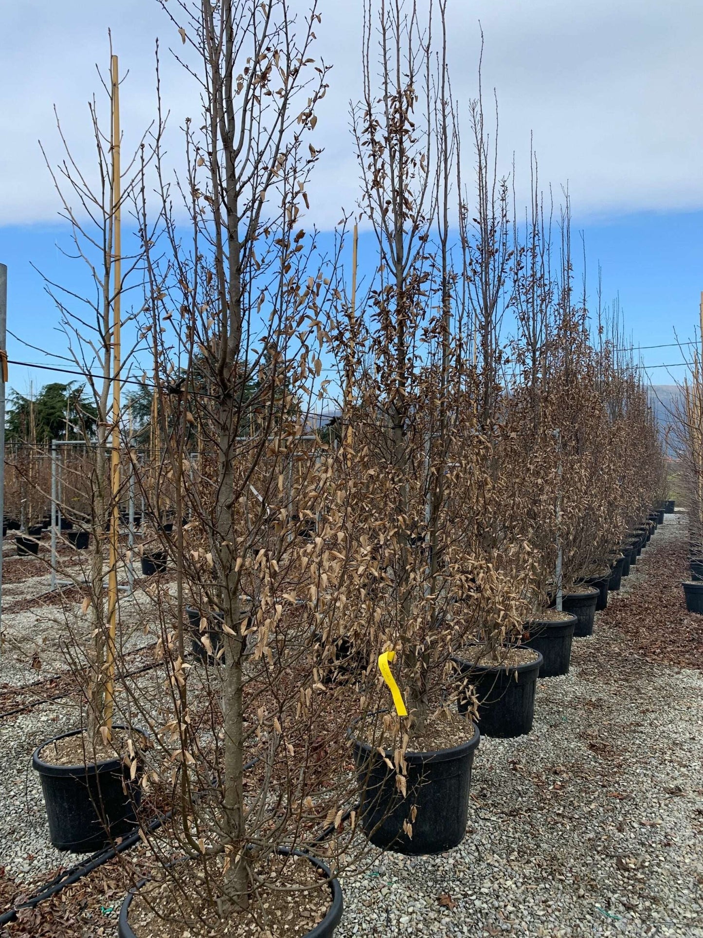 CARPINUS betulus 'Monumentalis'