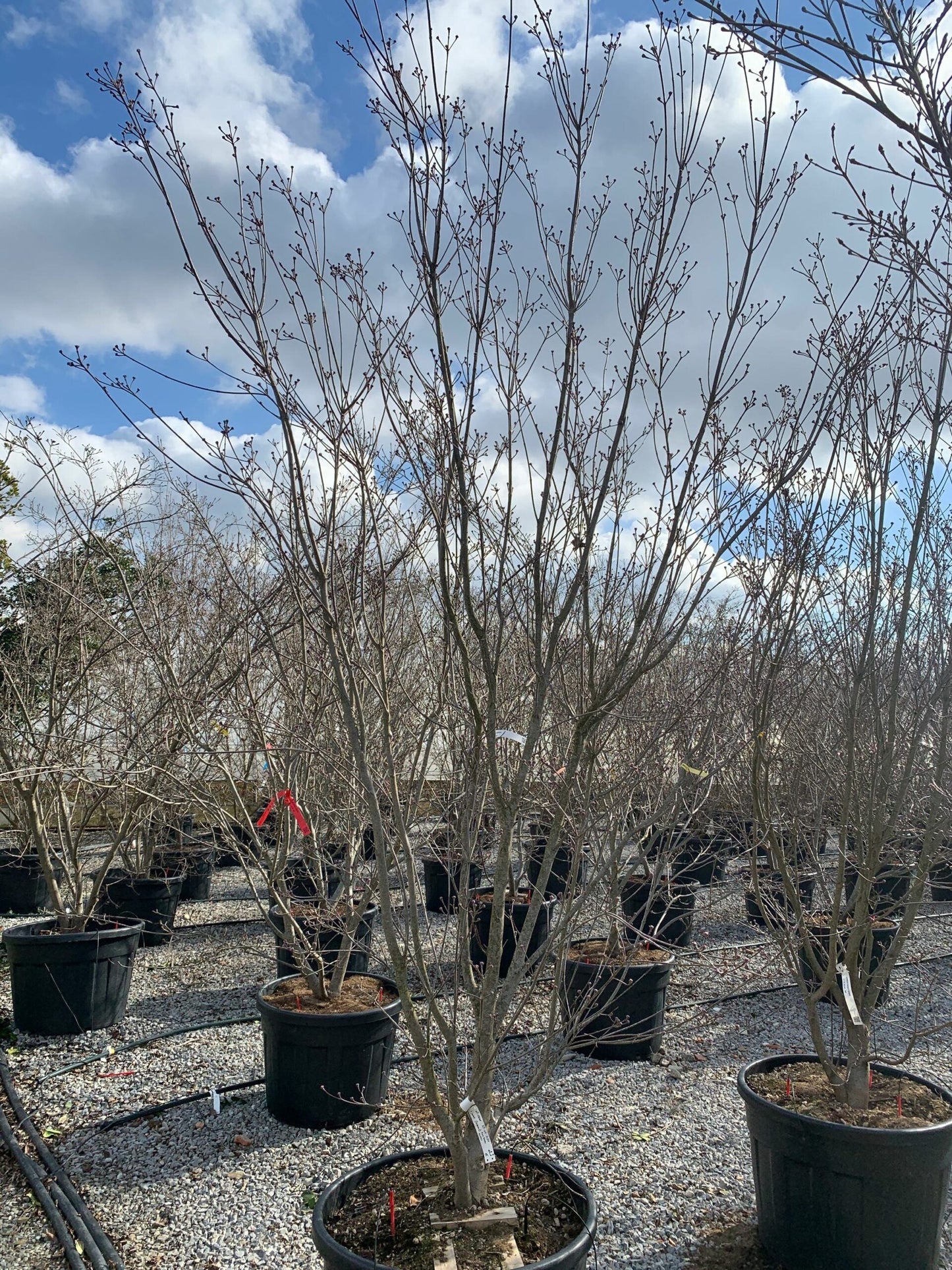 CORNUS kousa 'Weavers Weeping'