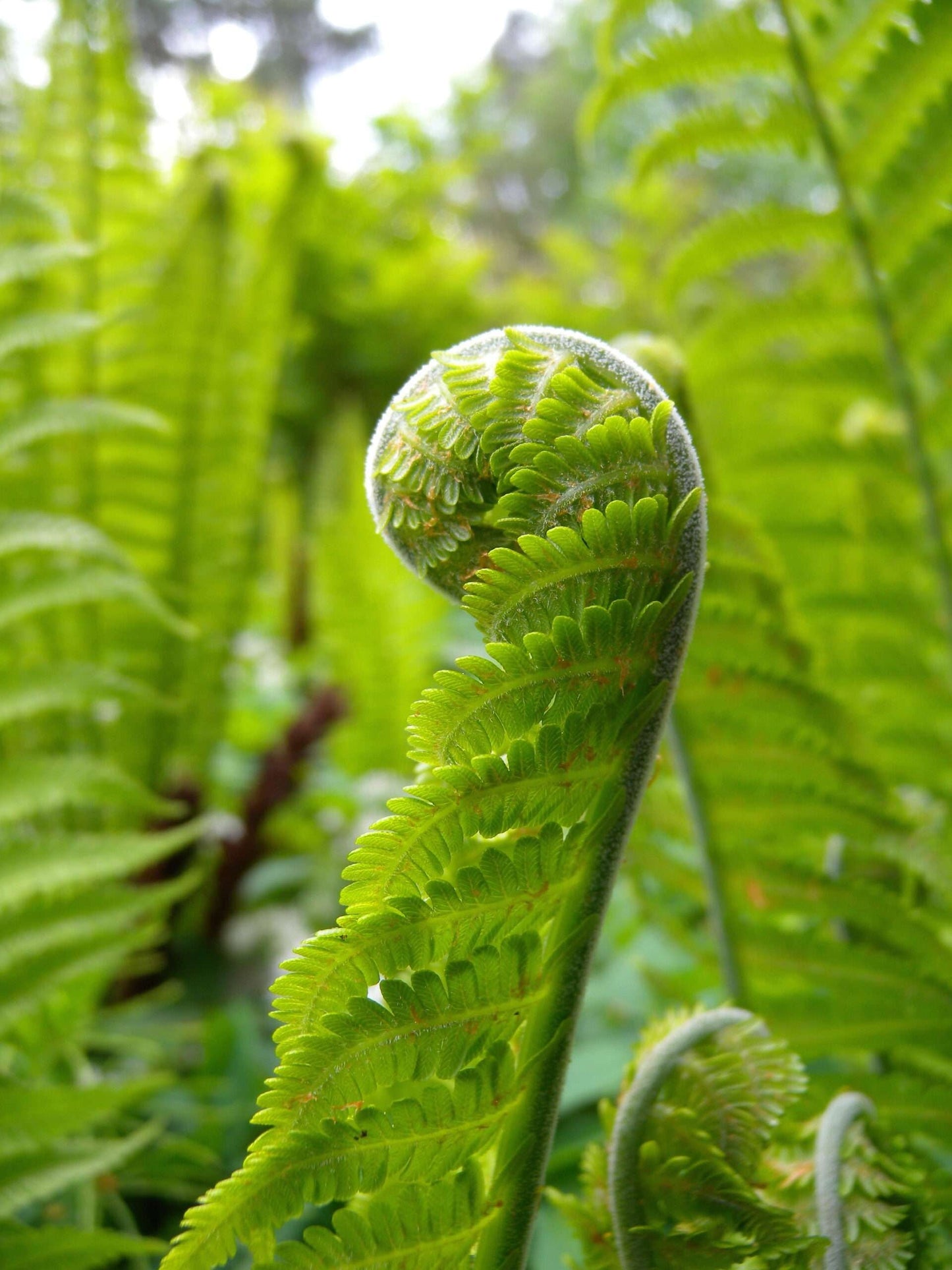 MATTEUCCIA struthiopteris