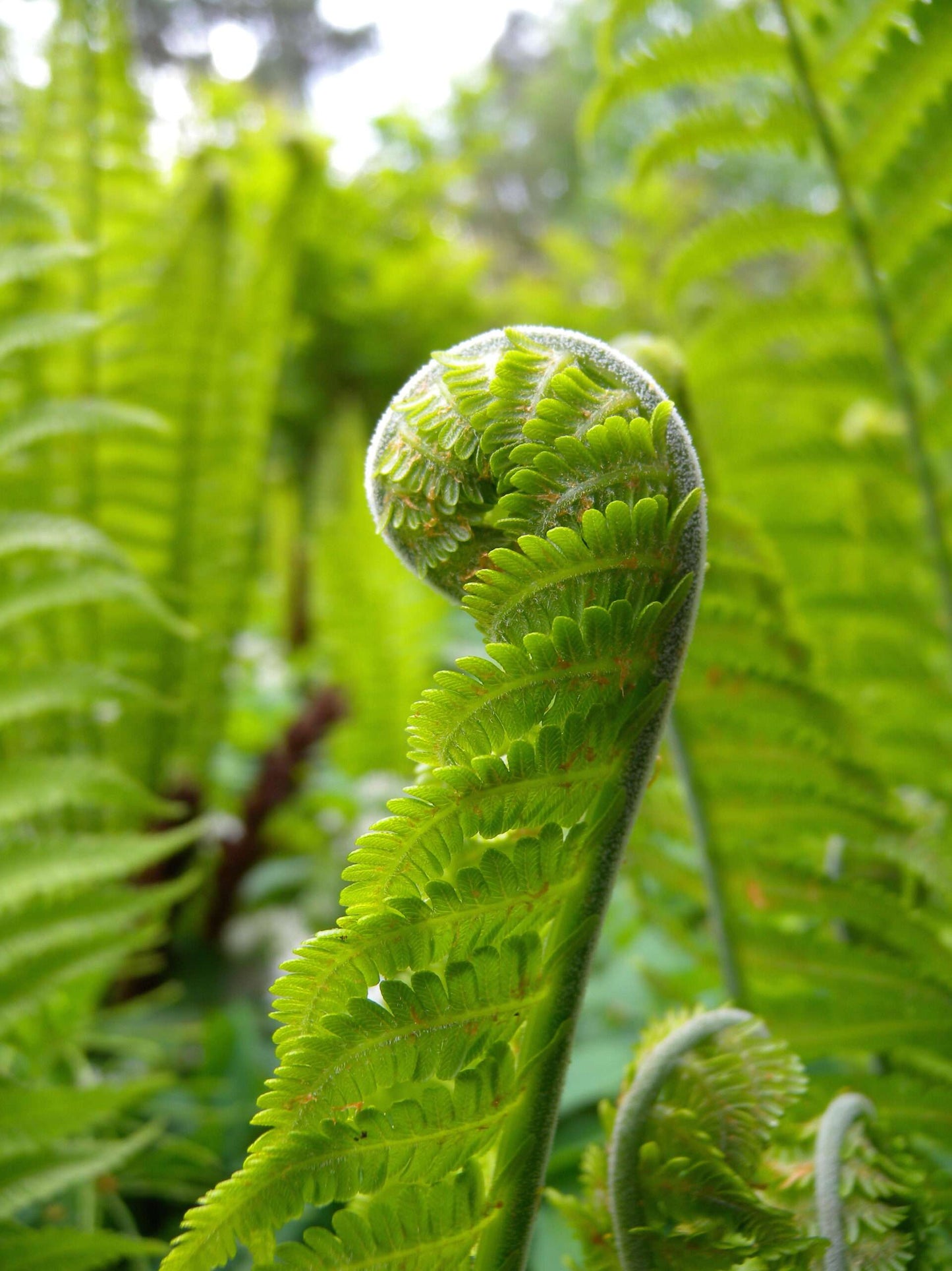 MATTEUCCIA struthiopteris