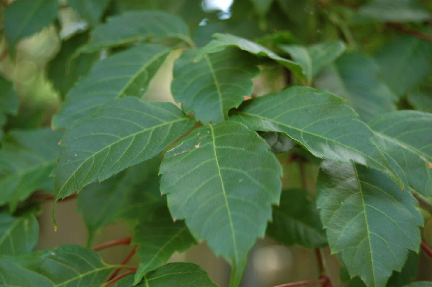 ACER cissifolium
