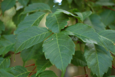 ACER cissifolium
