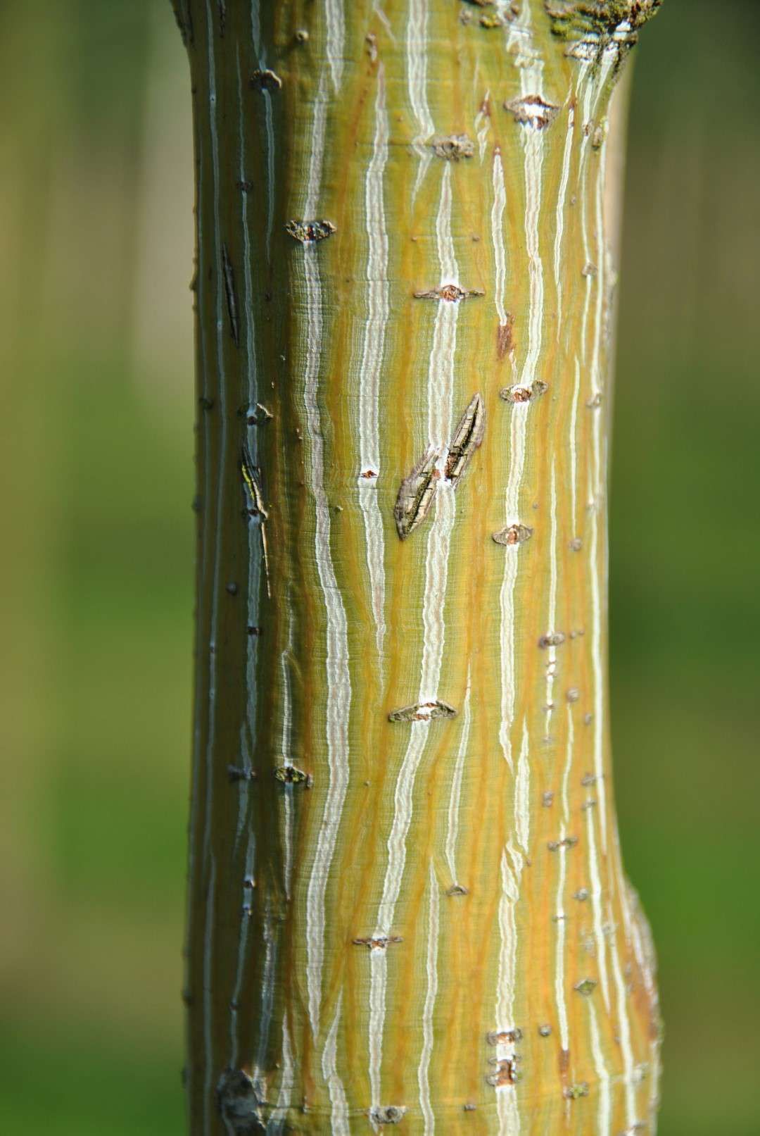ACER capillipes
