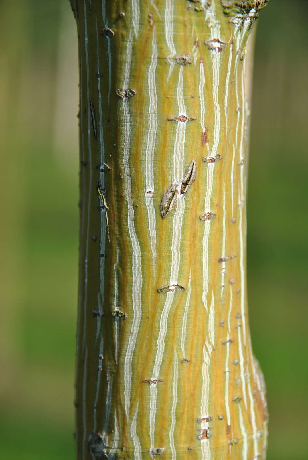 ACER capillipes
