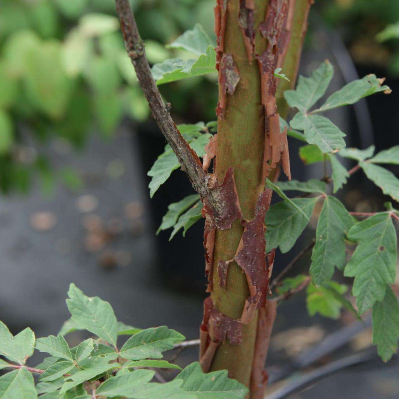 ACER griseum