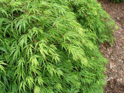 ACER palmatum 'Dissectum Emerald Lace'